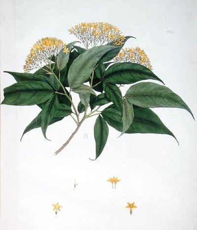Jasminum Heterophyllum (cor litho) de English School