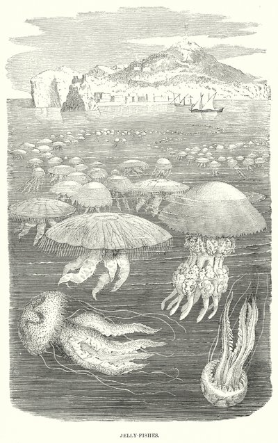 Peixes-gelatina (gravura) de English School