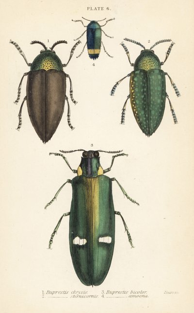 Escaravelhos das jóias: Buprestis chrysis 1, Buprestis sternicornis 2, Buprestis bicolor 3, Buprestis amoena 4 de English School
