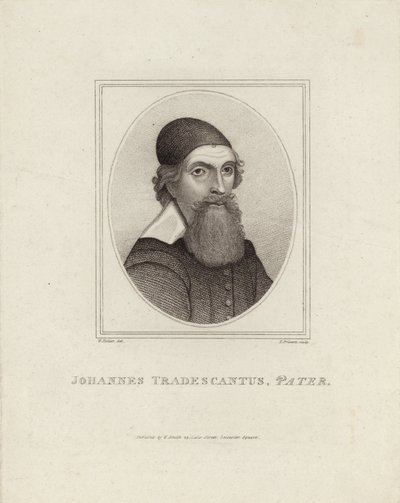 John Tradescantus Pater de English School
