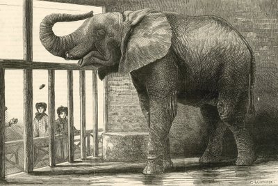 Jumbo, o grande elefante africano do Jardim Zoológico (gravura) de English School