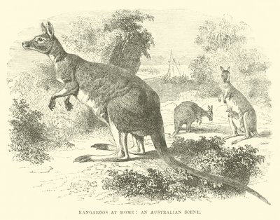Cangurus em casa, uma cena australiana de English School