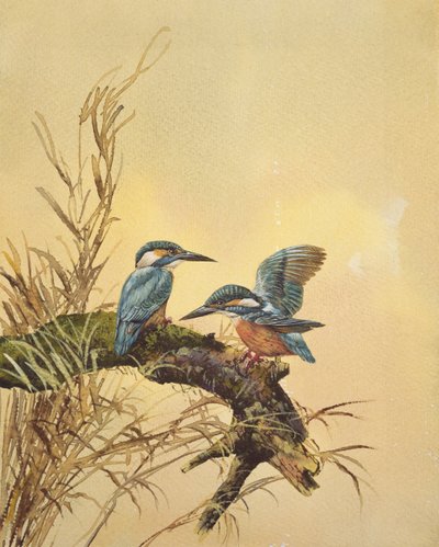 Martim-pescadores, c.1890 (wc no papel) de English School