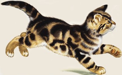 Gatinho de English School