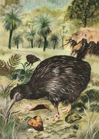 pássaro kiwi de English School