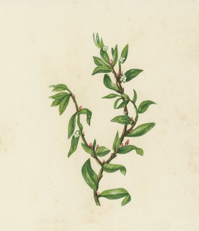 Erva-dos-nós, Polygonum Aviculare (litografia a cores) de English School