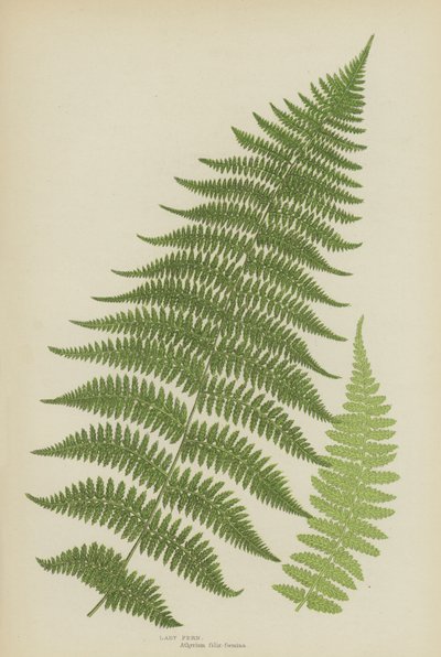 Lady Fern (cor litho) de English School