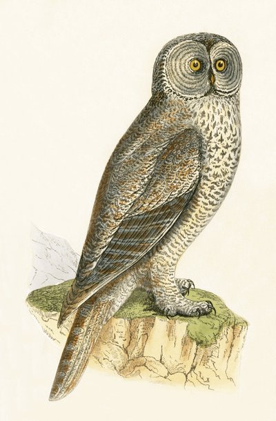 Lap Owl, ilustração de "Uma História das Aves da Europa Não Observadas nas Ilhas Britânicas", de Charles Robert Bree (1811-1886), publicado em 1867 de English School
