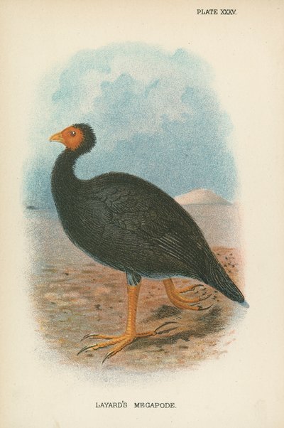 Megapode de Layard de English School