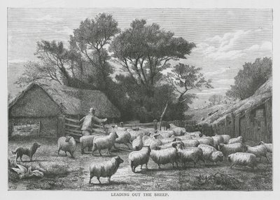 Conduzir as ovelhas (gravura) de English School
