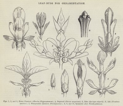 Leaf-Buds for Ornamentation (gravura) de English School