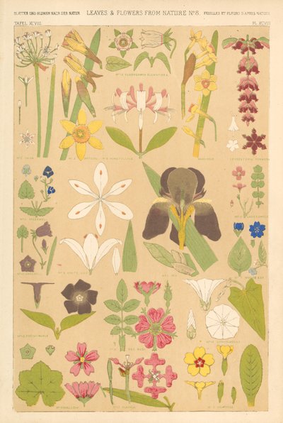 Folhas e flores da natureza de English School