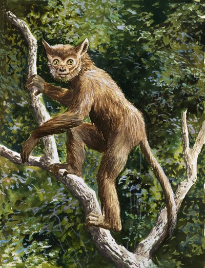 Lemur de English School