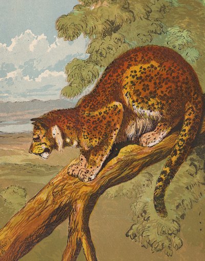 Leopardo (litografia a cores) de English School