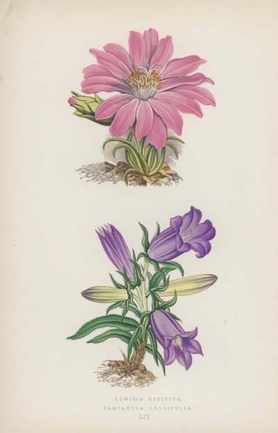 Lewisia Rediviva; Campanula Longifolia (cor litho) de English School