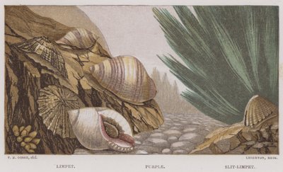 Limpet, Roxo, Slit-Limpet (cor litho) de English School