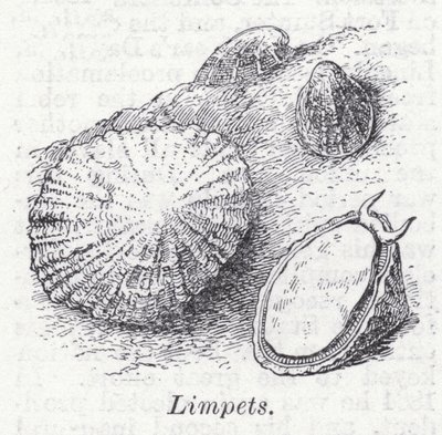 Lapas (litho) de English School