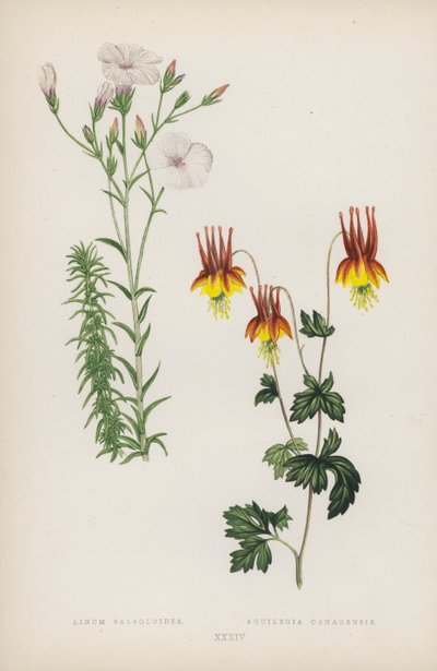 Linum Salsoloides; Aquilegia Canadensis (cor litho) de English School