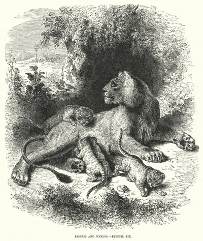 Lioness e Whelps, Ezequiel XIX (gravura) de English School