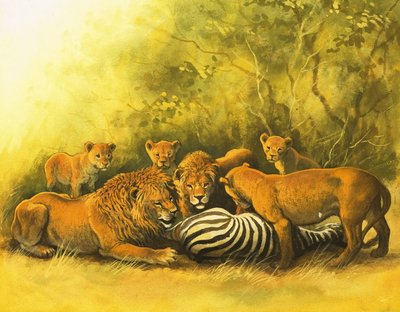 Leões alimentando-se de uma carcaça de zebra de English School