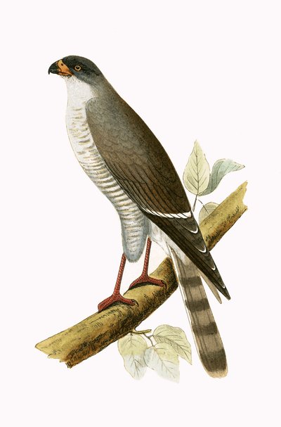 Pequeno Falcão Vermelho, ilustração de "Uma História das Aves da Europa Não Observadas nas Ilhas Britânicas", de Charles Robert Bree (1811-1886), publicado em 1867 de English School