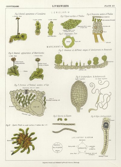 Liverworts de English School