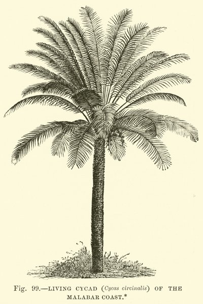 Cycad vivo (Cycas circinalis) da costa de Malabar de English School