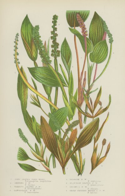Erva daninha de Lago com folhas longas, Erva daninha de Lago Brilhante, Erva de Lago Vária, Erva de Lago Lanceolate (cor litho) de English School