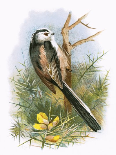 Titmouse de cauda longa de English School
