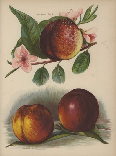 Lorde Napier (rios), Humboldt (rios), Dryden (rios) de English School