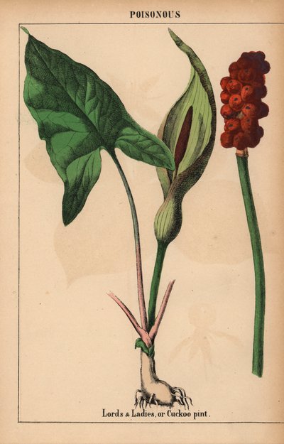 Senhores e senhoras, ou cuckoo pint , do "The Instructive Picturebook, ou Lições do Mundo Vegetal," [Charlotte Mary Yonge], Edimburgo de English School
