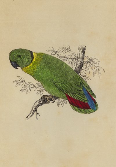 Love Bird (cor litho) de English School