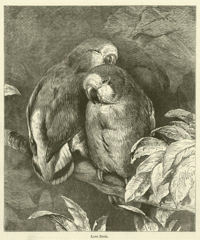 Pássaros do amor (gravura) de English School