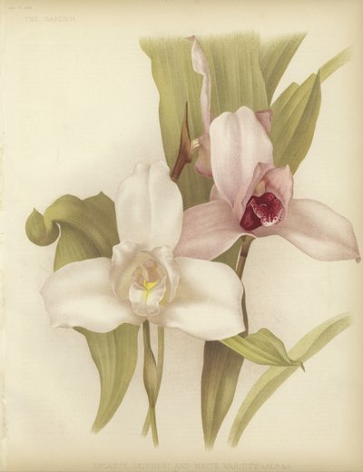 Skinneri Lycaste e variedade branca de English School