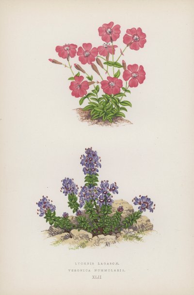 Lychnis Lagascae; Veronica Nummularia (cor litho) de English School