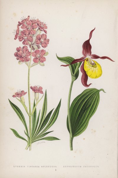 Lychnis Viscaria Splendens; Cypripedium Calceolus (cor litho) de English School