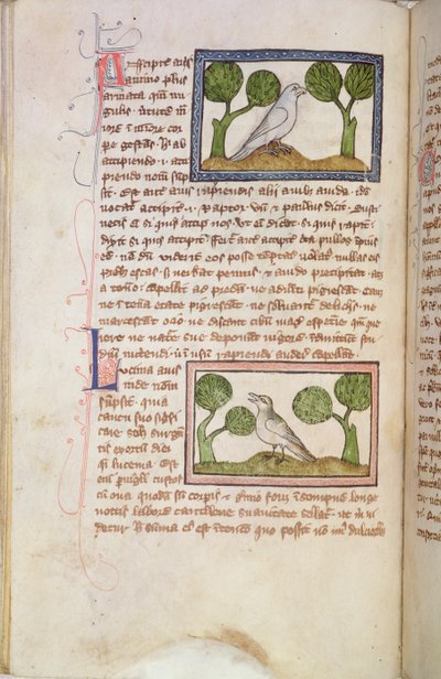 MS 379 f.22v Página de texto com um falcão branco e um rouxinol, de um Bestiário (velino) de English School
