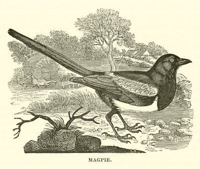 Magpie (gravura) de English School