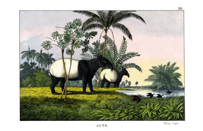 Anta da Malaia de English School