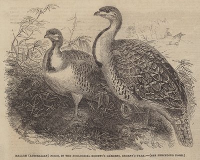 Mallee (australiano) Birds, nos Jardins da Sociedade Zoológica, Regent