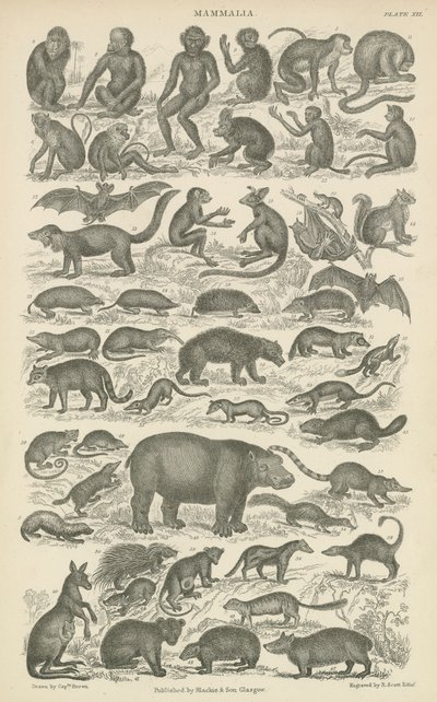 Mammalia (gravura) de English School