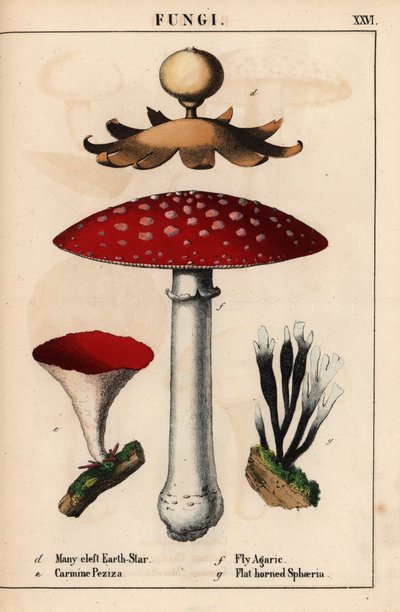 A estrela da terra com muitas fendas Geastrum, o carmim Peziza, o agárico Amanita muscaria e os cogumelos sphaeria de chifre chato.   , de "The Instructive Picturebook, or Lessons from the Vegetable World," [Charlotte Mary Yonge], Edimburgo de English School