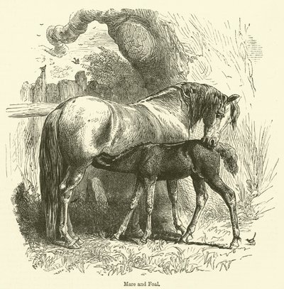 Égua e potro (gravura) de English School
