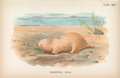 Toupeira Marsupial de English School