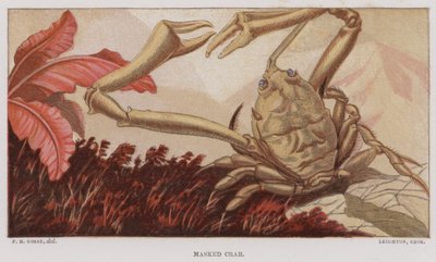 Caranguejo mascarado (cor litho) de English School