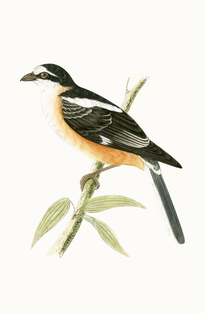 Picanço Mascarado, ilustração de "Uma História das Aves da Europa Não Observadas nas Ilhas Britânicas", de Charles Robert Bree (1811-1886), publicado em 1867 de English School