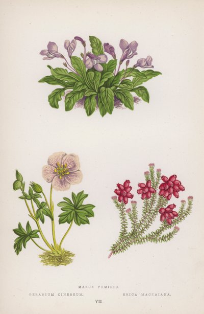 Mazus Pumilio; Geranium Cinereum; Erica Mackaiana (cor litho) de English School