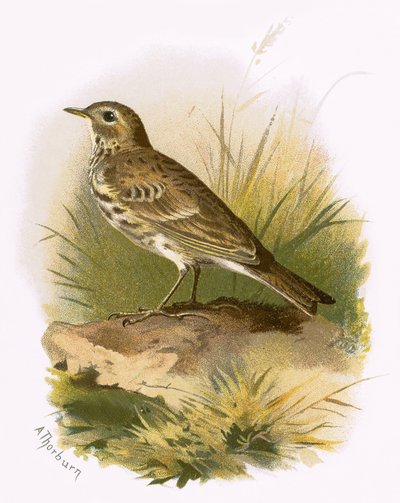 Pipit de Prado de English School