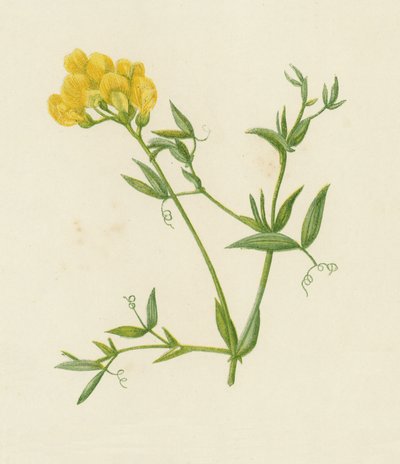 Vetchling dos prados, Lathyrus Pratensis (cor litho) de English School