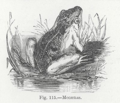 Mecaenas (Gravur) von English School